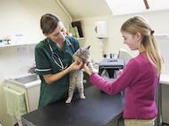 女兽医专业人员和女宠物主人在检查台上看着猫.